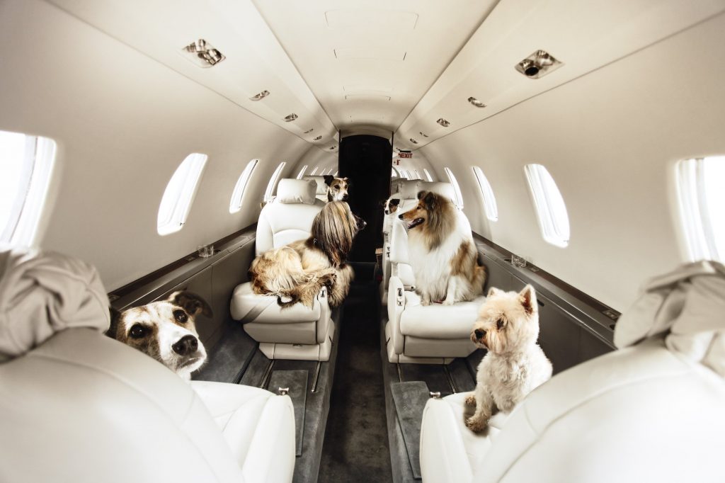 pet friendly private jets