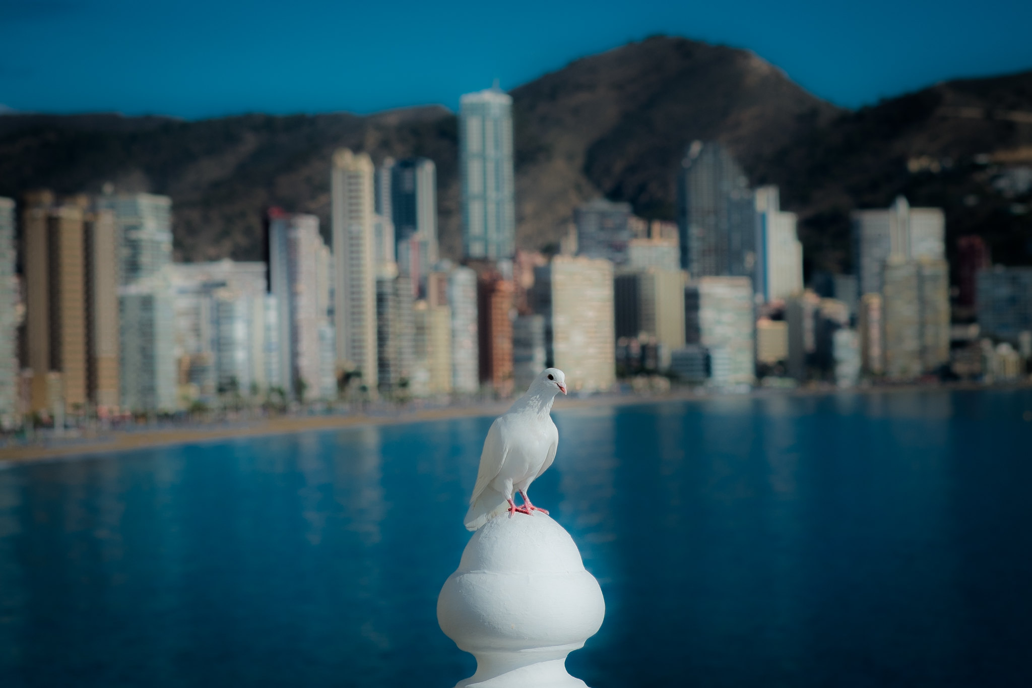 aircraft charters in benidorm spain